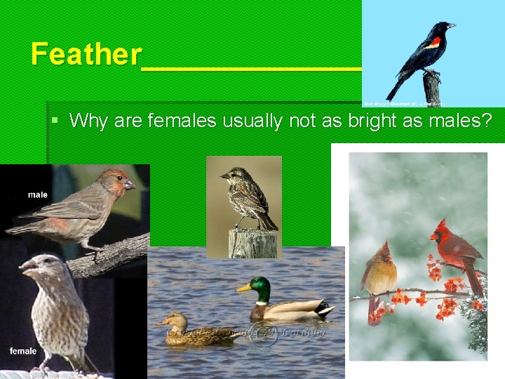 Feather_______ § Why are females usually not as bright as males? 