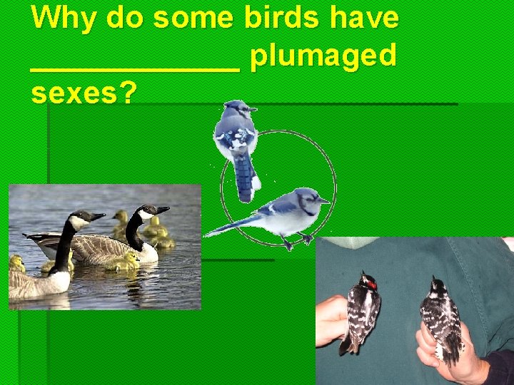 Why do some birds have ______ plumaged sexes? 