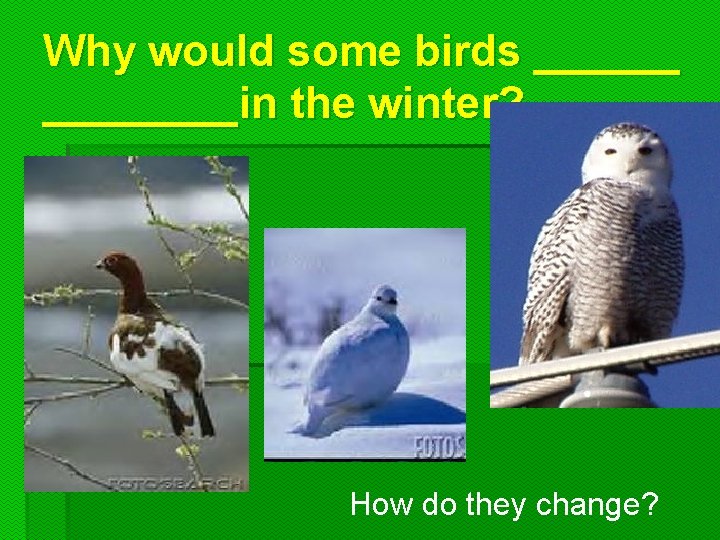 Why would some birds ________in the winter? How do they change? 