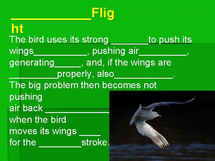 ______Flig ht The bird uses its strong _______to push its wings_____, pushing air_____, generating_____,