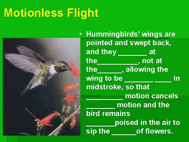 Motionless Flight § Hummingbirds' wings are pointed and swept back, and they _______ at