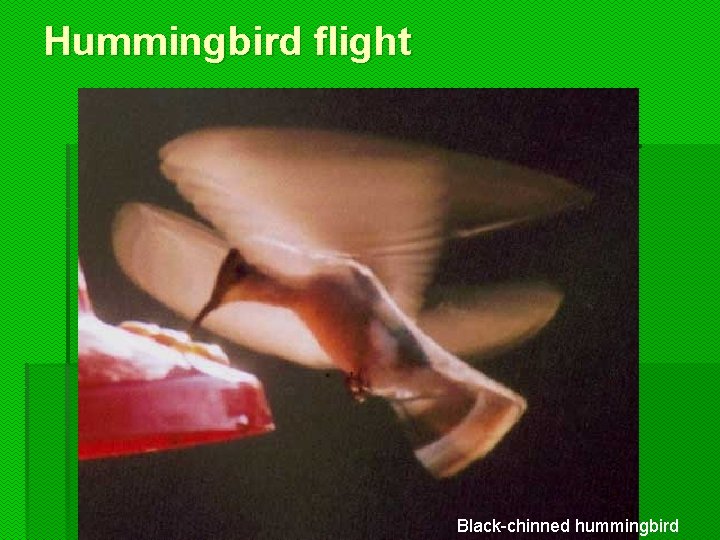 Hummingbird flight Black-chinned hummingbird 