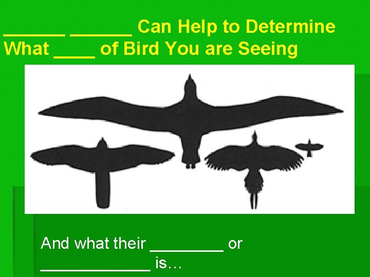 ______ Can Help to Determine What ____ of Bird You are Seeing And what
