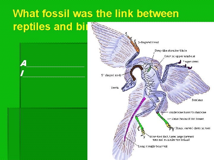 What fossil was the link between reptiles and birds? A_______ l________ 