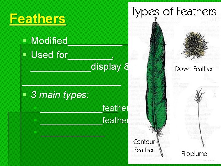 Feathers § Modified_____ § Used for____, ______display & _________ § 3 main types: §