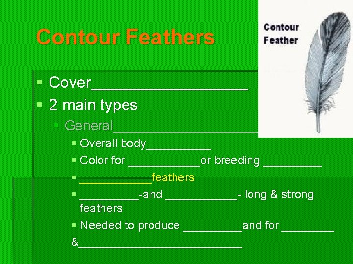 Contour Feathers § Cover_________ § 2 main types § General___________ § Overall body_____ §