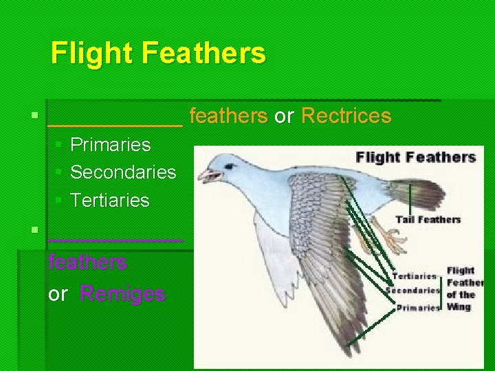Flight Feathers § ______ feathers or Rectrices § Primaries § Secondaries § Tertiaries §