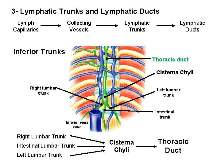 3 - Lymphatic Trunks and Lymphatic Ducts Lymph Capillaries Collecting Vessels Lymphatic Trunks Lymphatic