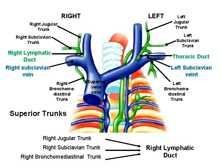 RIGHT LEFT Right Jugular Trunk Left Subclavian Trunk Right Lymphatic Duct Right subclavian vein