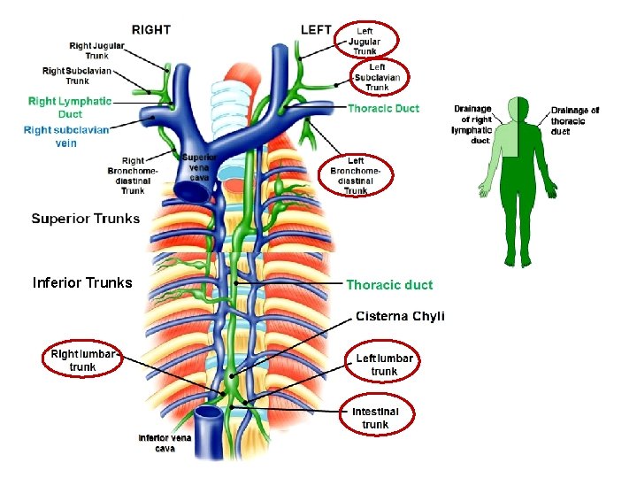 Inferior Trunks 