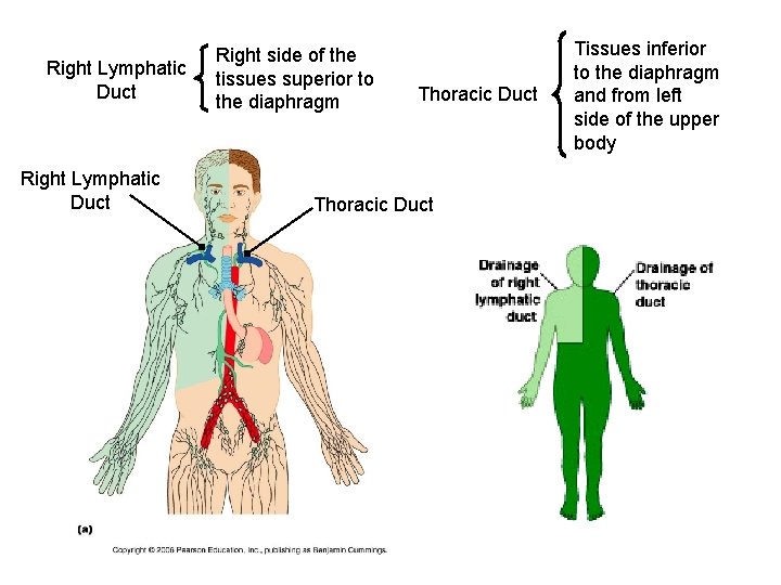 Right Lymphatic Duct Right side of the tissues superior to the diaphragm Thoracic Duct