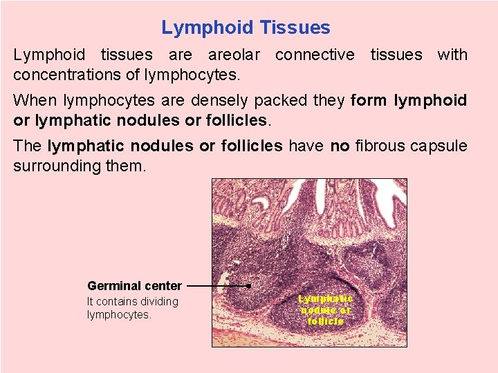 Lymphoid Tissues Lymphoid tissues areolar connective tissues with concentrations of lymphocytes. When lymphocytes are
