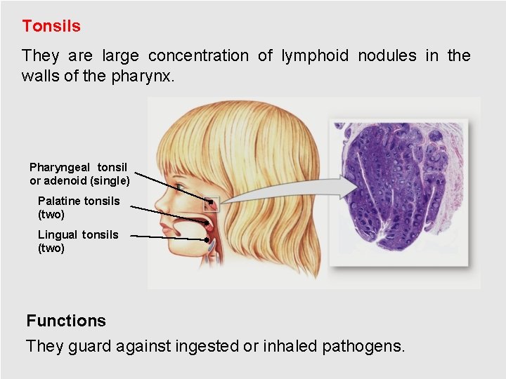 Tonsils They are large concentration of lymphoid nodules in the walls of the pharynx.