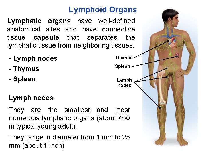 Lymphoid Organs Lymphatic organs have well-defined anatomical sites and have connective tissue capsule that