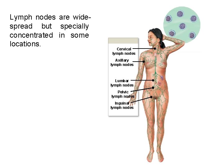Lymph nodes are widespread but specially concentrated in some locations. Cervical lymph nodes Axillary