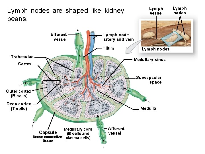 Lymph vessel Lymph nodes are shaped like kidney beans. Efferent vessel Lymph node artery