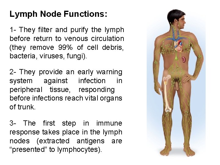 Lymph Node Functions: 1 - They filter and purify the lymph before return to