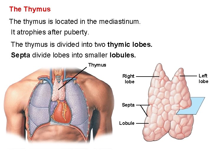 The Thymus The thymus is located in the mediastinum. It atrophies after puberty. The