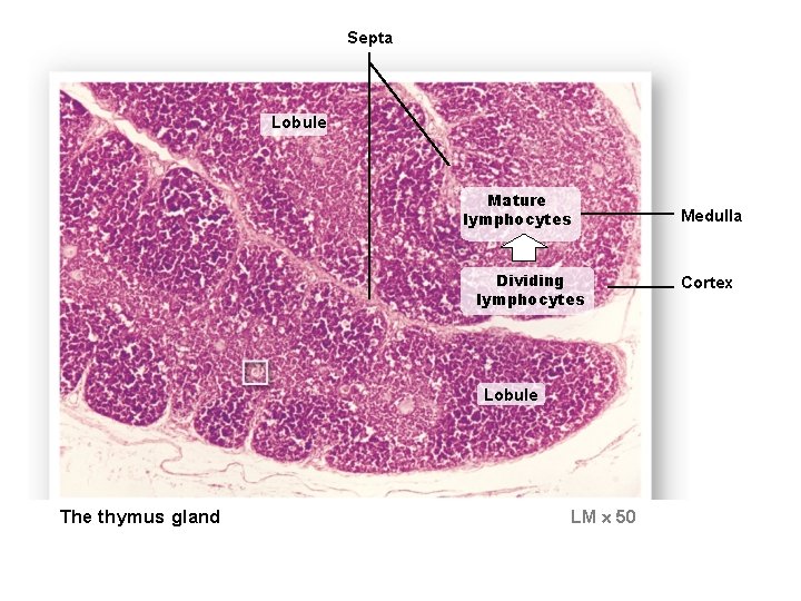Septa Lobule Mature lymphocytes Dividing lymphocytes Lobule The thymus gland LM 50 Medulla Cortex