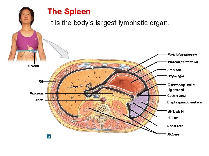 The Spleen It is the body’s largest lymphatic organ. Parietal peritoneum Visceral peritoneum Spleen