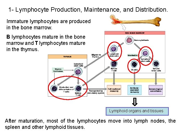 1 - Lymphocyte Production, Maintenance, and Distribution. Immature lymphocytes are produced in the bone