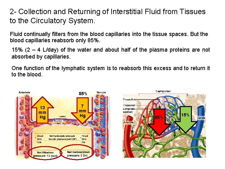 2 - Collection and Returning of Interstitial Fluid from Tissues to the Circulatory System.