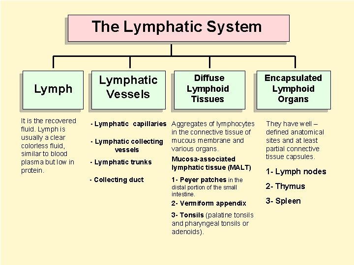 The Lymphatic System Lymph It is the recovered fluid. Lymph is usually a clear