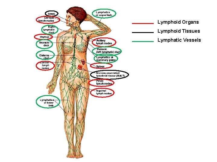 Lymphoid Organs Lymphoid Tissues Lymphatic Vessels 