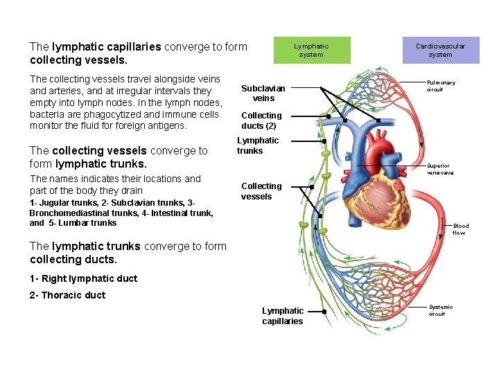 The lymphatic capillaries converge to form collecting vessels. The collecting vessels travel alongside veins
