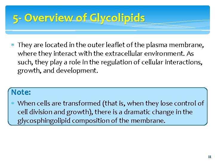 5 - Overview of Glycolipids They are located in the outer leaflet of the