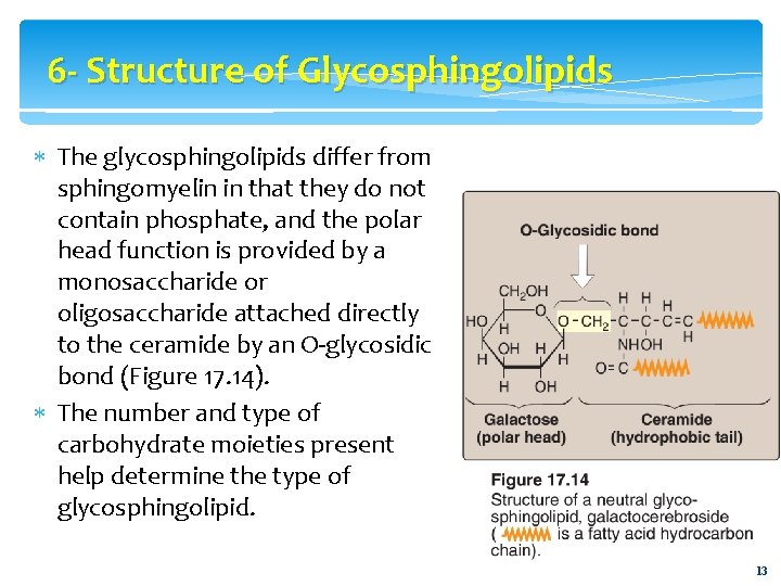 6 - Structure of Glycosphingolipids The glycosphingolipids differ from sphingomyelin in that they do