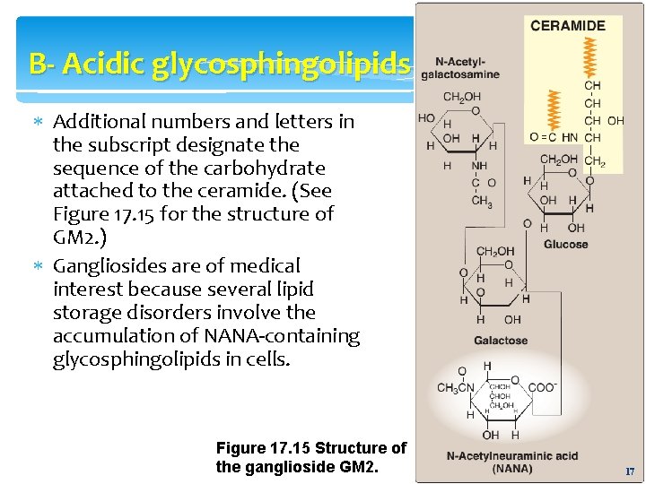 B- Acidic glycosphingolipids Additional numbers and letters in the subscript designate the sequence of
