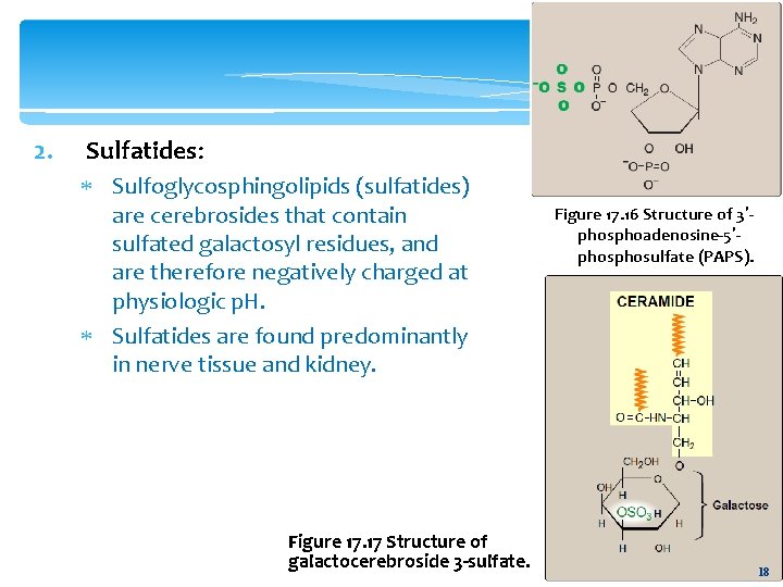 2. Sulfatides: Sulfoglycosphingolipids (sulfatides) are cerebrosides that contain sulfated galactosyl residues, and are therefore