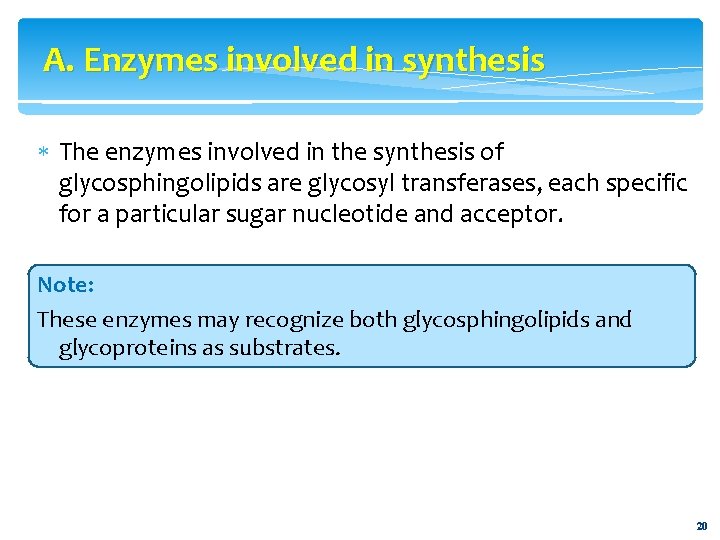 A. Enzymes involved in synthesis The enzymes involved in the synthesis of glycosphingolipids are