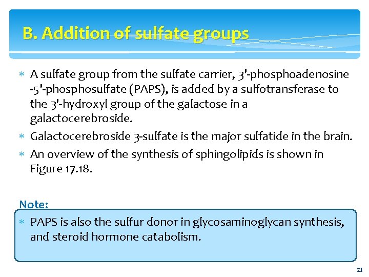 B. Addition of sulfate groups A sulfate group from the sulfate carrier, 3'-phosphoadenosine -5'-phosulfate