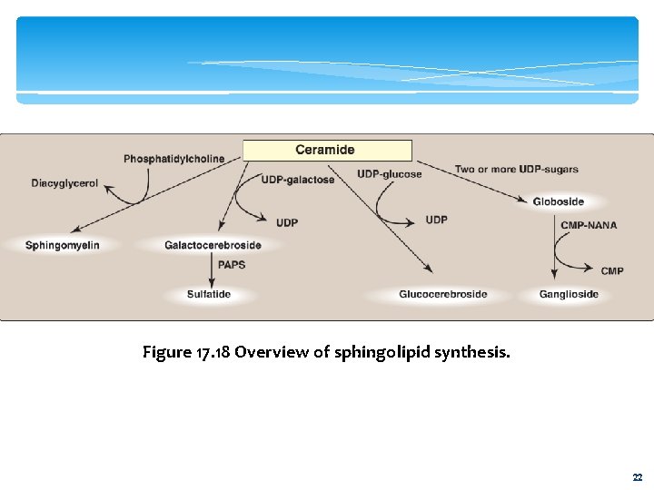 Figure 17. 18 Overview of sphingolipid synthesis. 22 