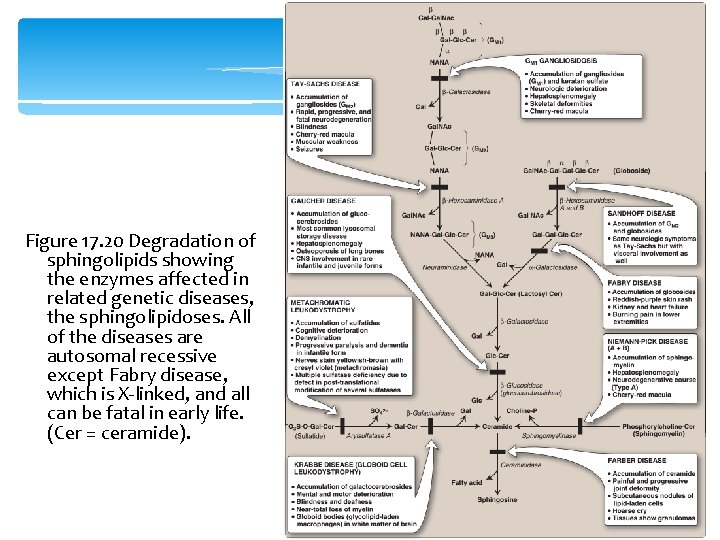 Figure 17. 20 Degradation of sphingolipids showing the enzymes affected in related genetic diseases,