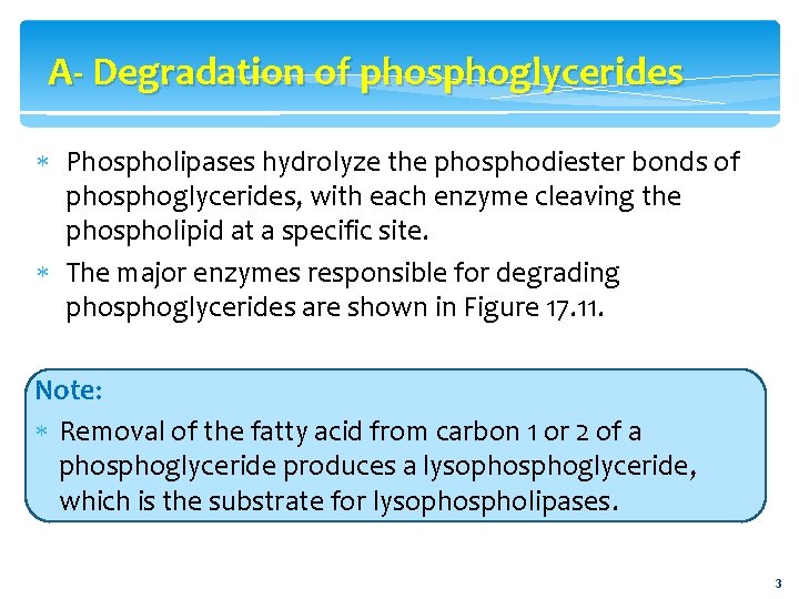 A- Degradation of phosphoglycerides Phospholipases hydrolyze the phosphodiester bonds of phosphoglycerides, with each enzyme