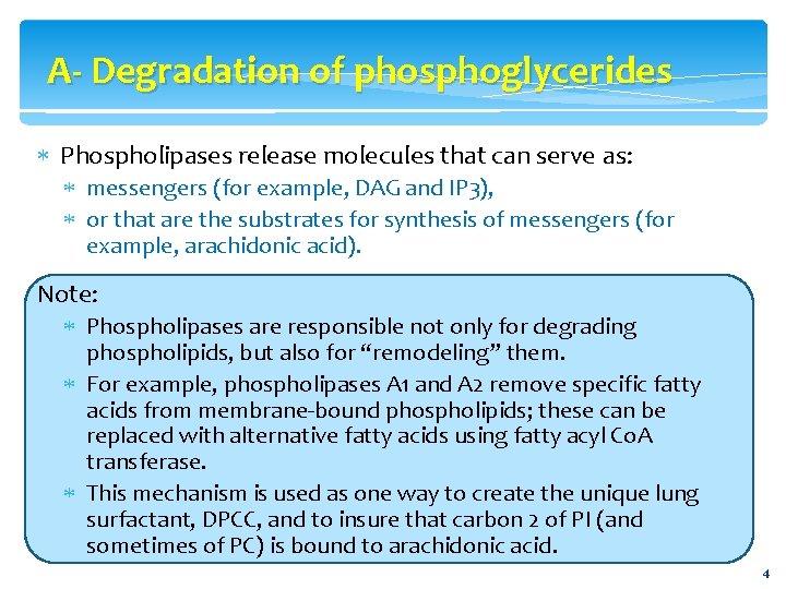 A- Degradation of phosphoglycerides Phospholipases release molecules that can serve as: messengers (for example,