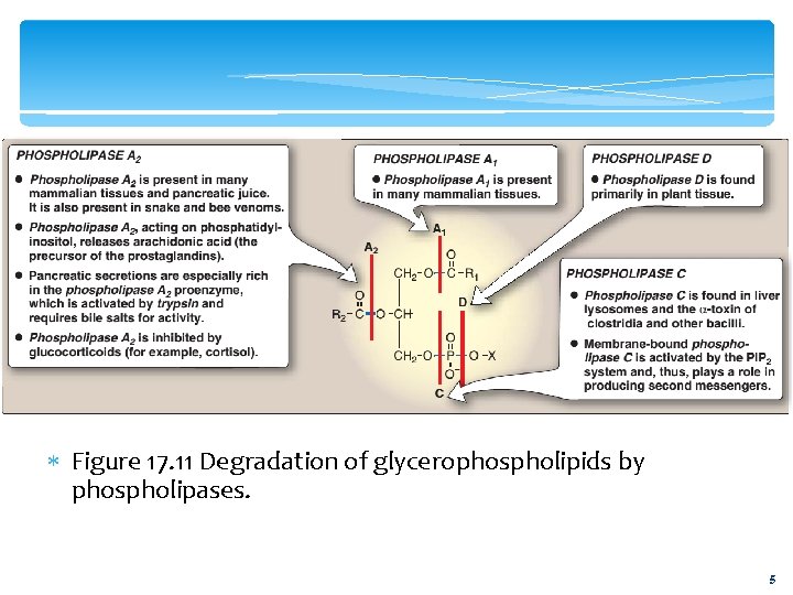  Figure 17. 11 Degradation of glycerophospholipids by phospholipases. 5 