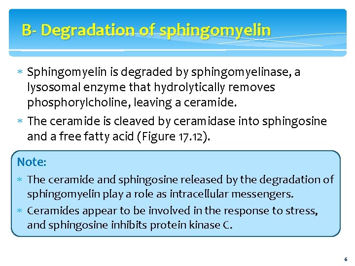 B- Degradation of sphingomyelin Sphingomyelin is degraded by sphingomyelinase, a lysosomal enzyme that hydrolytically