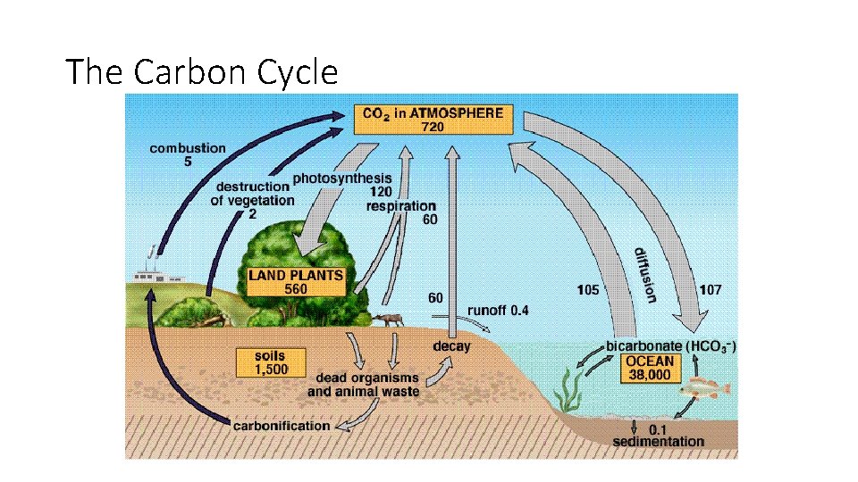 The Carbon Cycle 