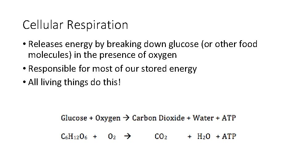 Cellular Respiration • Releases energy by breaking down glucose (or other food molecules) in