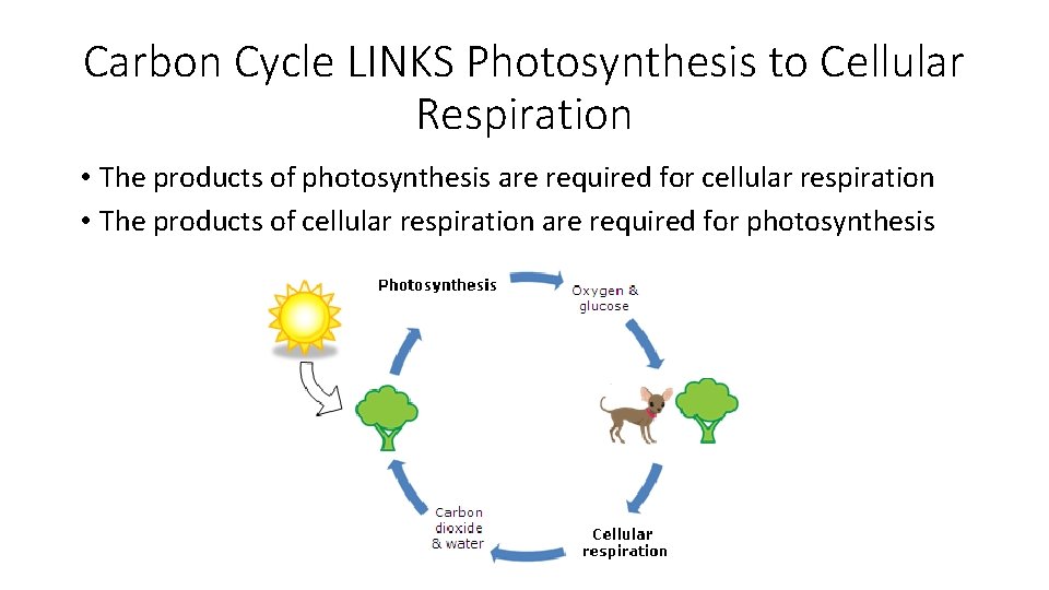 Carbon Cycle LINKS Photosynthesis to Cellular Respiration • The products of photosynthesis are required