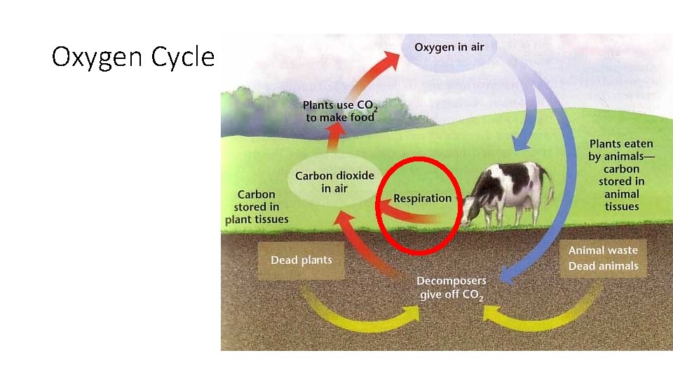Oxygen Cycle 