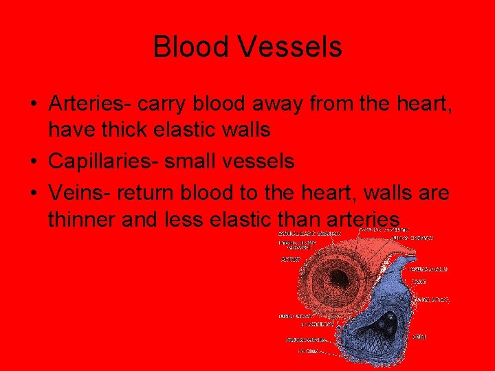 Blood Vessels • Arteries- carry blood away from the heart, have thick elastic walls