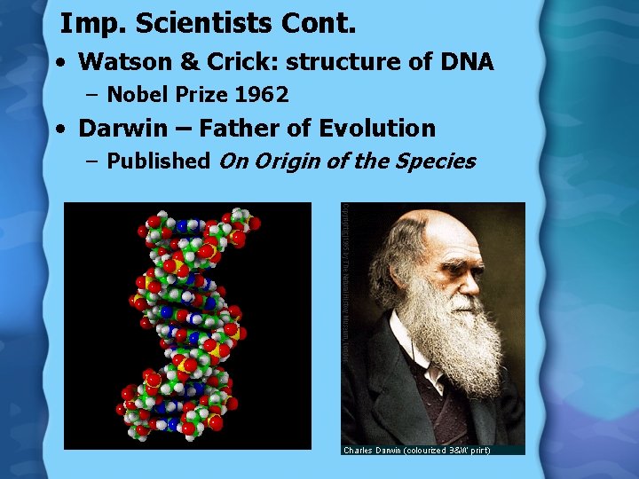 Imp. Scientists Cont. • Watson & Crick: structure of DNA – Nobel Prize 1962
