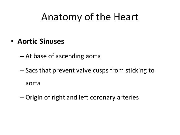 Anatomy of the Heart • Aortic Sinuses – At base of ascending aorta –