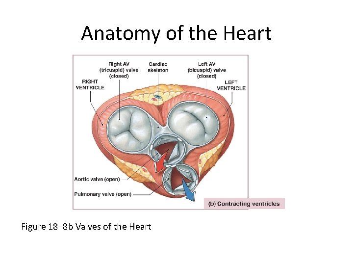 Anatomy of the Heart Figure 18– 8 b Valves of the Heart 