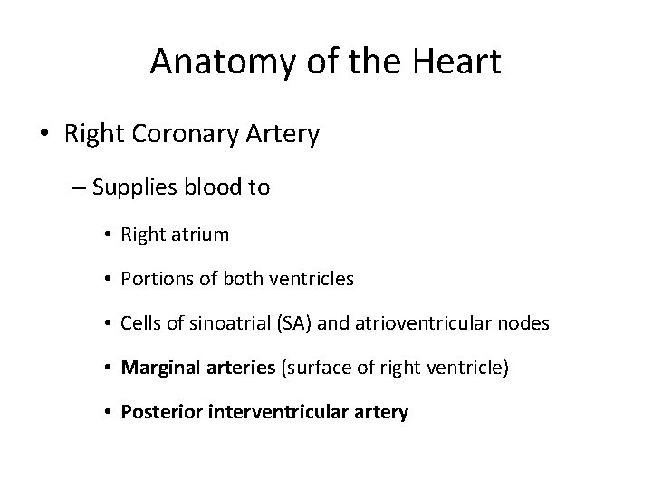 Anatomy of the Heart • Right Coronary Artery – Supplies blood to • Right